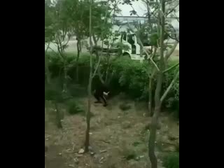 Сел за кустик