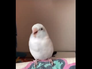 Утренние пляски