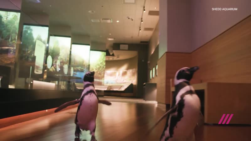 Чикагские пингвины прогуливаются по музею