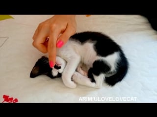 Хэппи милый котёнок (cute kitten happy) ep41★arimiulovelovecat