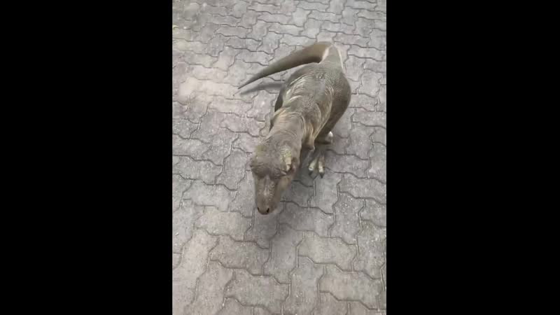 Муж подарил на день рождения, назвали ее, дина