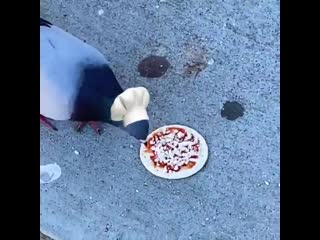 Italian pigeons are the best