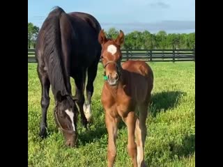 Zenyatta and her candy ride filly, may 2020