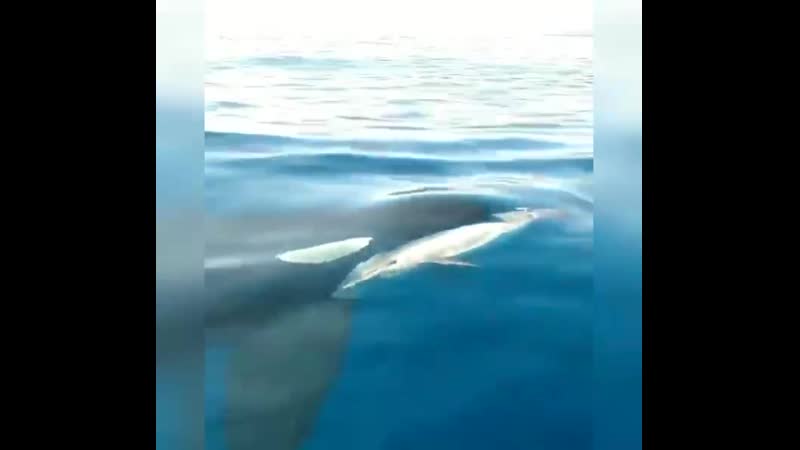 Косатка поймала дельфина!