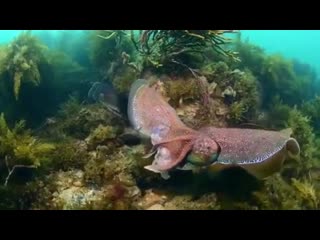 Keep tabs on your girl, these cuttlefish are ruthless 😂 tag a friend who needs to see this 👇