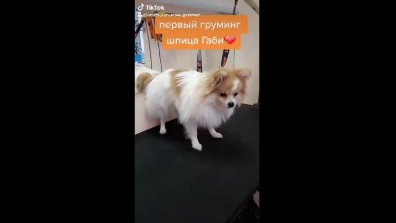 🐾первый груминг шпица габи🐾