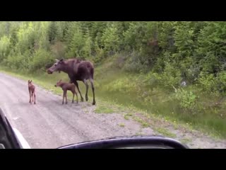 He should’ve waited until mama moose and her calves crossed