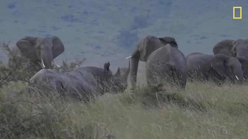 Столкновение черных носорогов, львов и слонов © nat geo wild