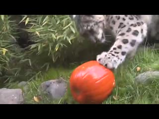 Ирбис играет с тыквой snow leopard with pumpkin toy