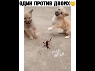 Рак просто так не сдается, щенки😎😆