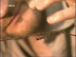 Насекомые дьявола / insects from hell часть 6