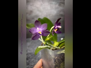 Mcl 63 phal mituo purple dragon 'blue whale’