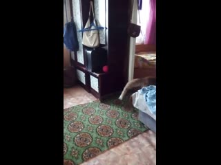 Vid 20190313 095058 mp4