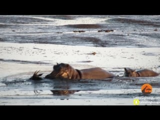 Hippo kills an impala thats stuck in mud after lions chased it