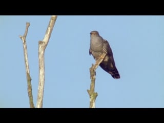 Bbc мир природы кукушка (the natural world cuckoo) 2009