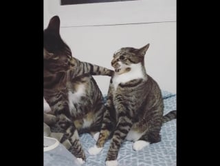 ~ waveya @ ari (arang, horang) ~