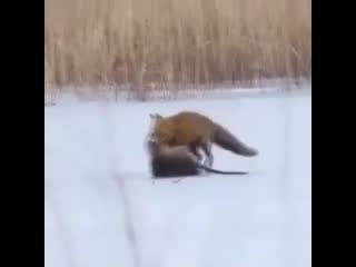 Рыжая hs;fz
