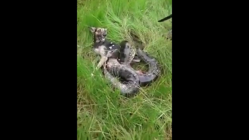 Очень странным образом спасают молодые