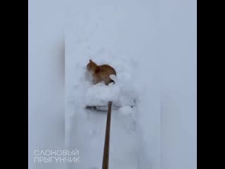 Cat rides and chases snow shovel while owner tries to clear path