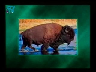 Урок 7 антропогенные факторы и живые организмы что такое акклиматизация