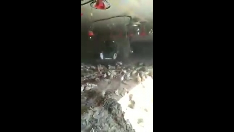 Давят индюшек