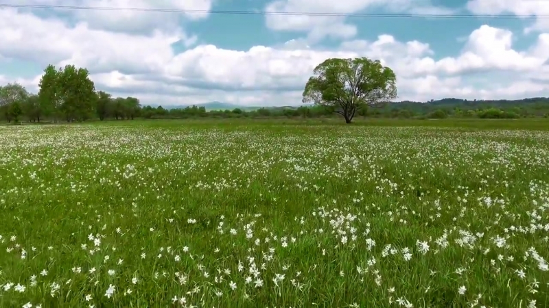 Прекрасна українська долина нарцисів (закарпаття / україна) #закарпаття #україна #природа ua