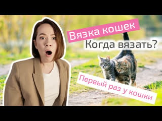 Вязка кошек когда вязать кошку с котом, первый раз у кошки