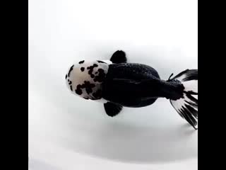 Beautiful goldfish mp4