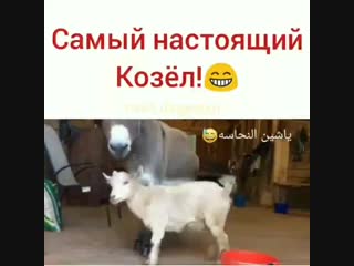 Реальный козел