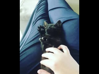 Two weeks ago, i didn't think she'd make it through the night reddit, meet waffle