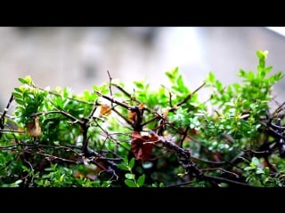 Cristian gonzalez & orquesta la bohemia la bella de mis sueños