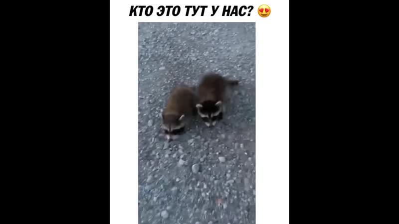 Еноты гопники