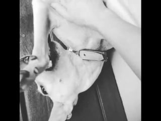 Anis play with puppy