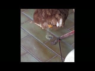 Chicken poops egg with no shell sister happens to catch it on camera