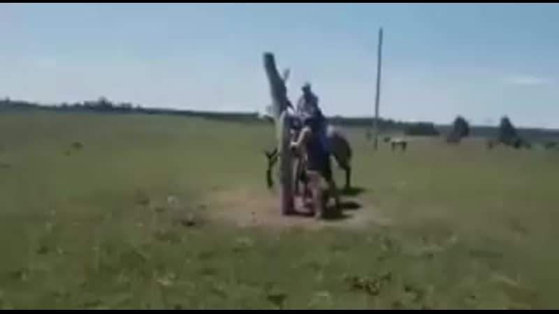 Асау үйрету