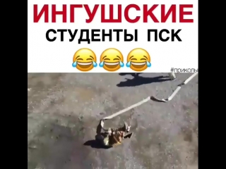 Ингушские студенты пск