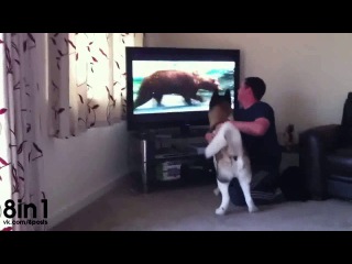 Молодые акита лает и пытается напасть на медведя в телевизоре / akita dog barks and tries to porn the bear in tv