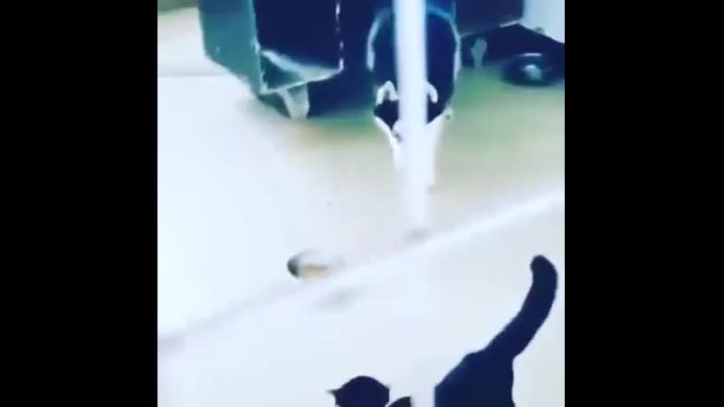 Шерстяной пиздюлятор