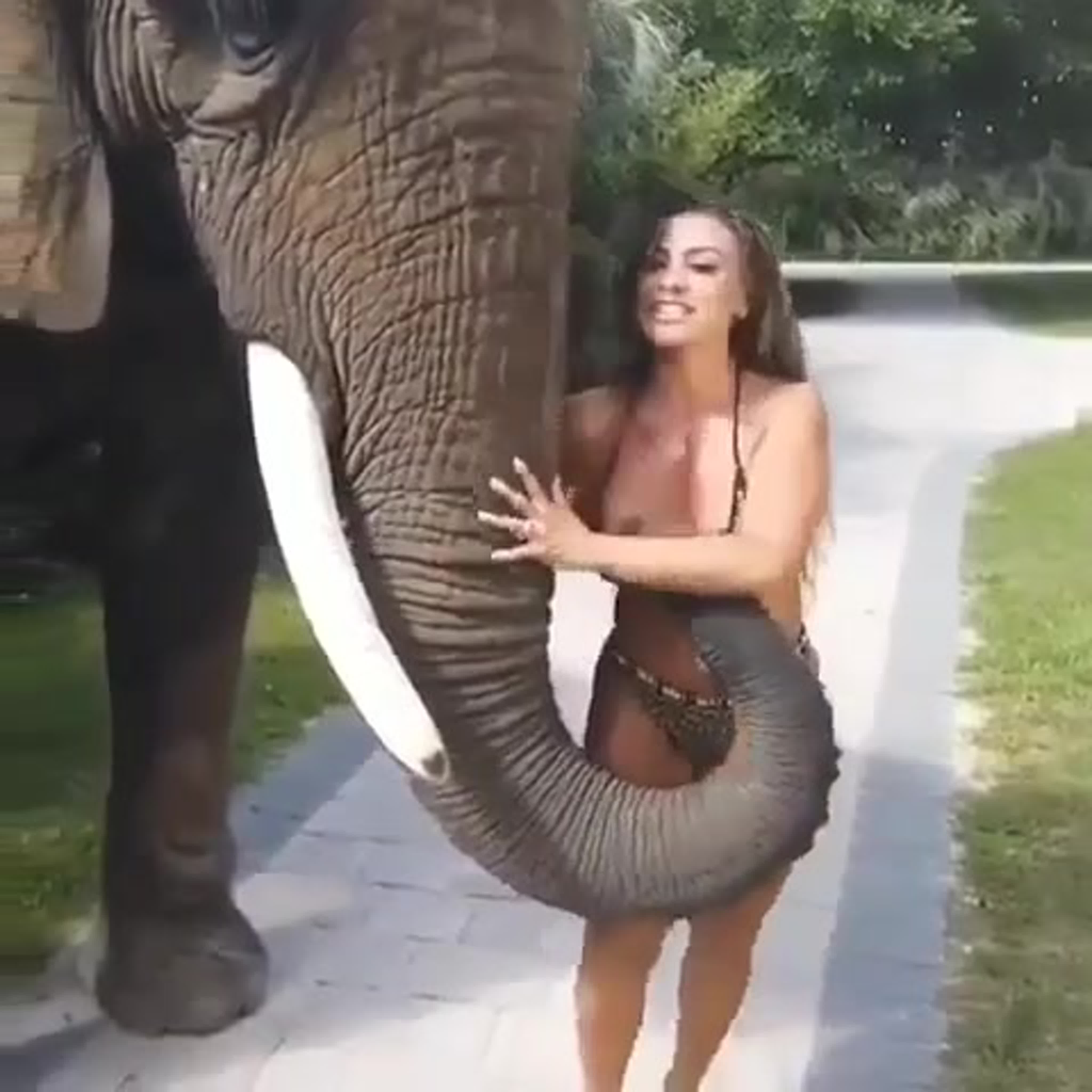 Шалун Слон в порно