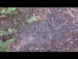 Sataa дождь в керимаа