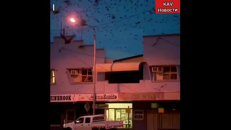 Ураганы из летучих мышей mp4