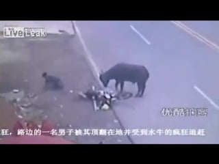 Бык с цепи сорвался жесть