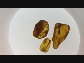 Lithuania palanga, amber museum, klaipeda 🇱🇹