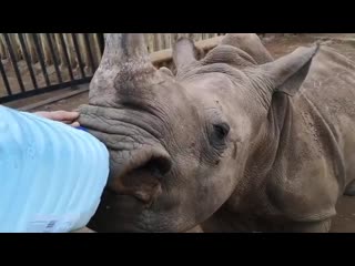 1 year old rhino drinking milk
