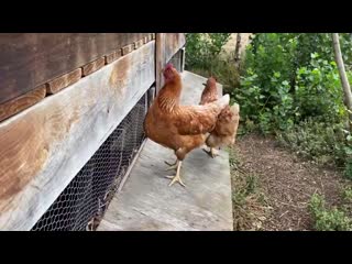 In my henhouse today looking for eggs mission terminated sorry girls