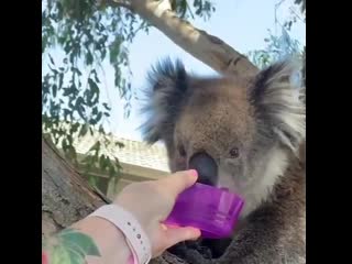 Koala australia porn videos BEST XXX TUBE 