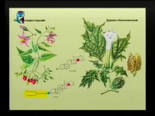 Биология урок 3 ядовитые грибы россии часть 1
