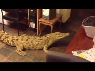 Кормление крупного крокодила на кухне