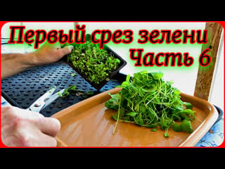 Первый срез зелени часть 6 щавель, укроп, петрушка