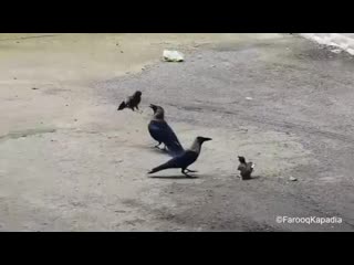 Защищая своего птенца